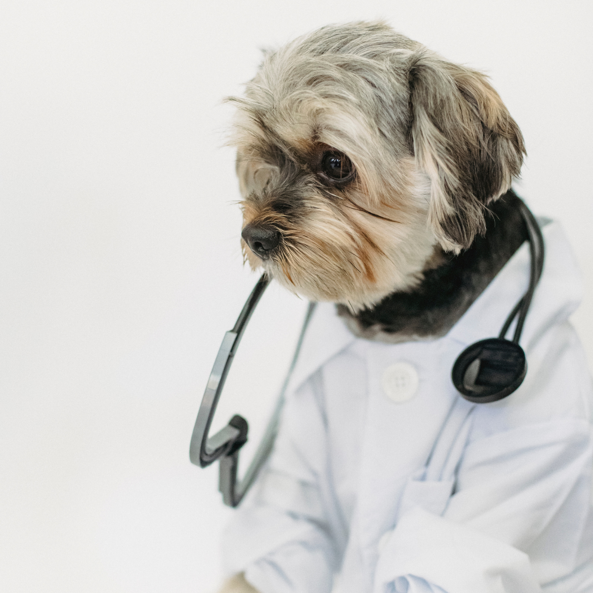 perrito doctor